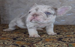 French Bulldog dogs for sale: Xs Rio - Image 8