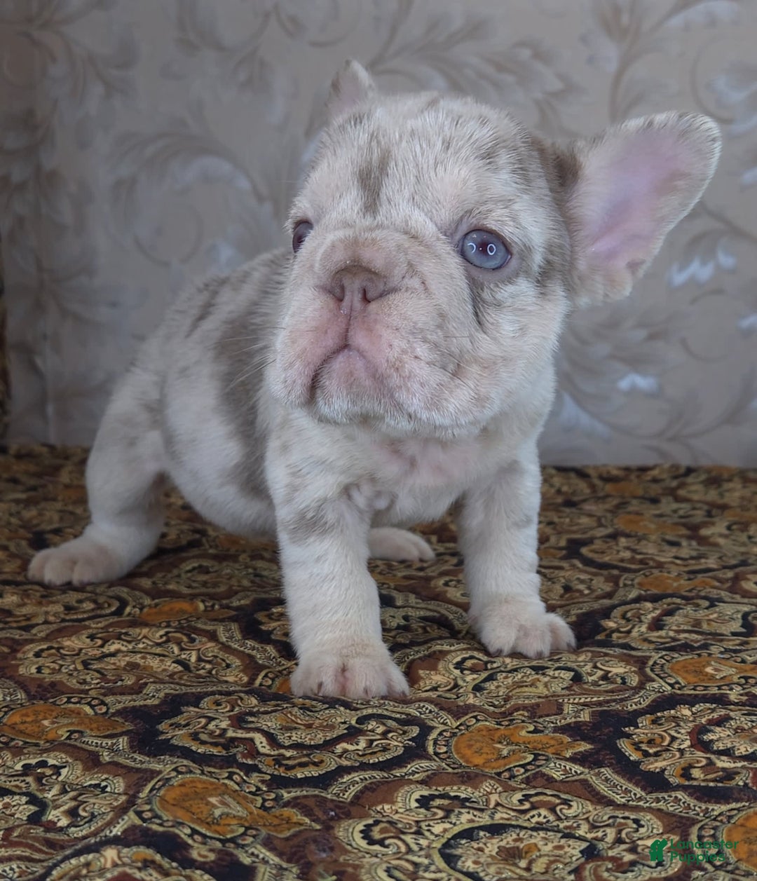 French Bulldog dogs for sale: Xs Rio - Image 8
