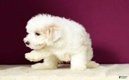 Maltipoo dogs for sale: Polly - Image 1