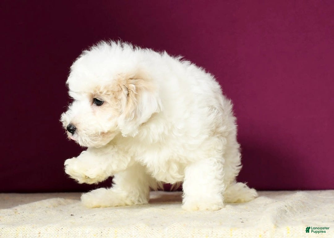 Maltipoo dogs for sale: Polly - Image 1