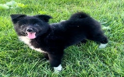 Shiba Inu dogs for sale: Missy - Image 4
