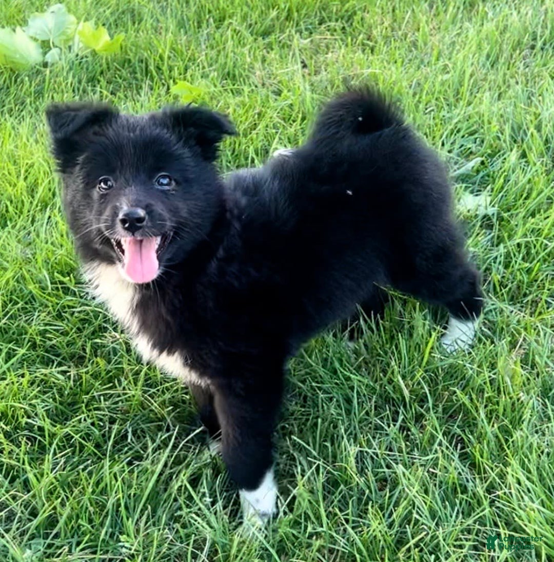 Shiba Inu dogs for sale: Missy - Image 4