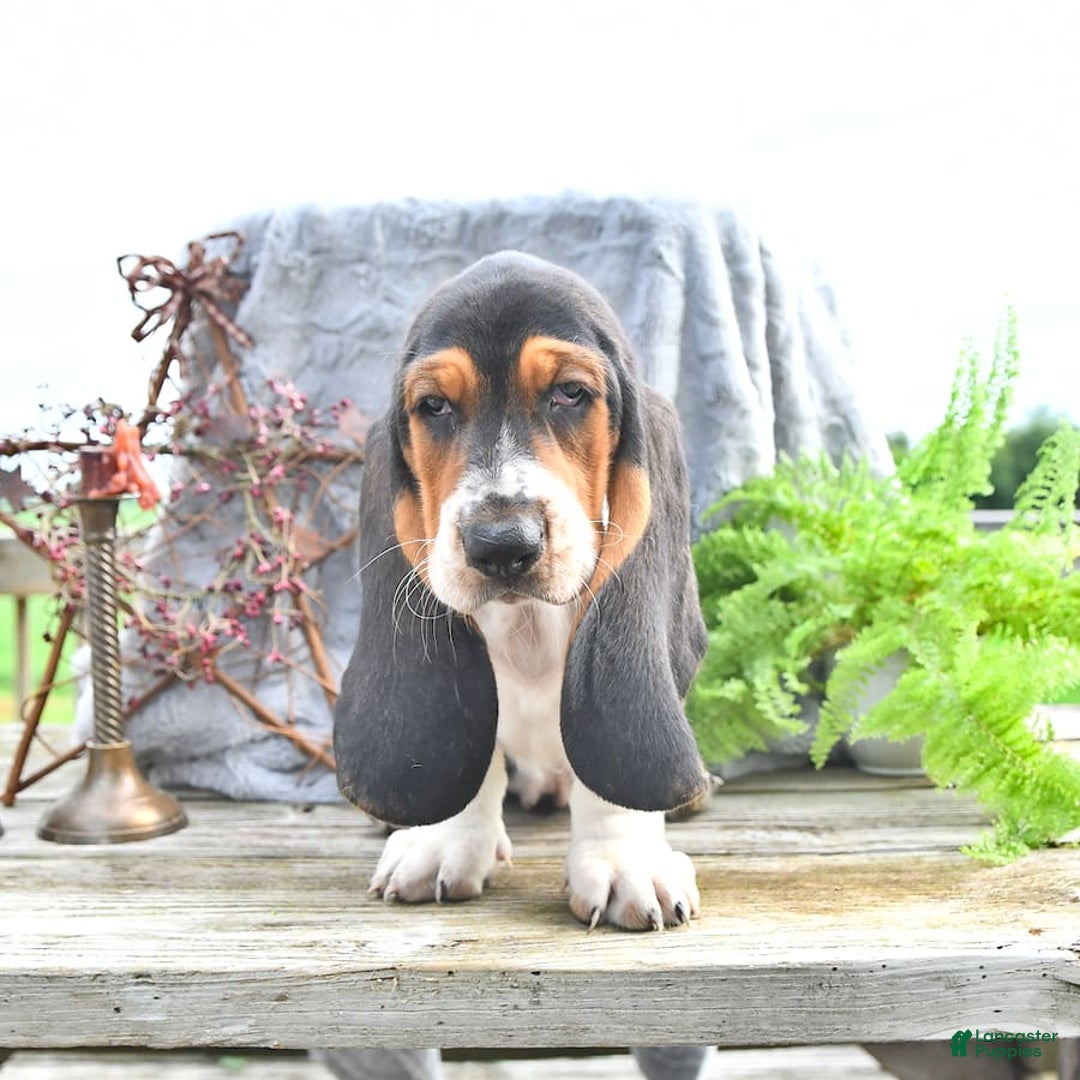 Basset Hound dogs for sale: Shanda - Image 16