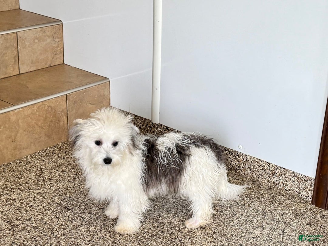 Coton De Tulear dogs for sale: Romeo - Image 3