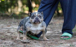 American Bully dogs for sale: Chocolate Tri Merle Female - Image 6