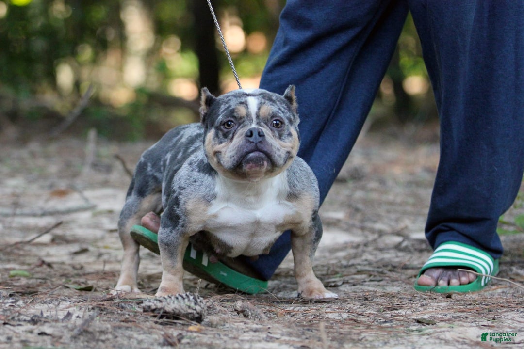 American Bully dogs for sale: Chocolate Tri Merle Female - Image 6