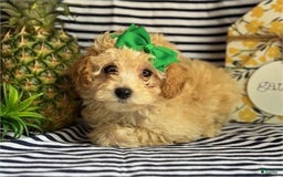 Miniature Poodle dogs for sale: Pammy - Image 2