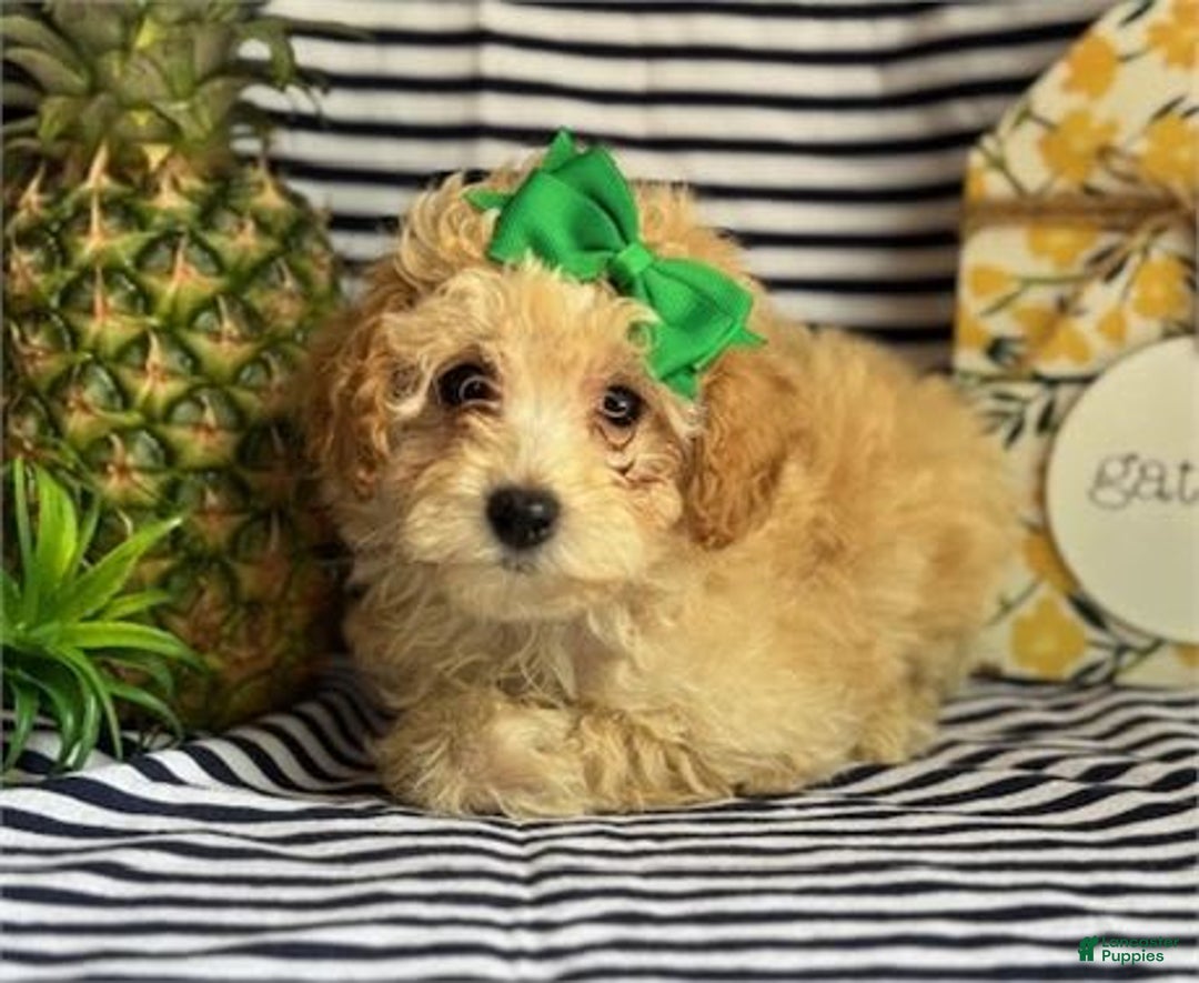 Miniature Poodle dogs for sale: Pammy - Image 2