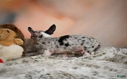 Chihuahua dogs for sale: Romeo - Image 5