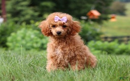 Miniature Poodle dogs for sale: Leah - Image 17