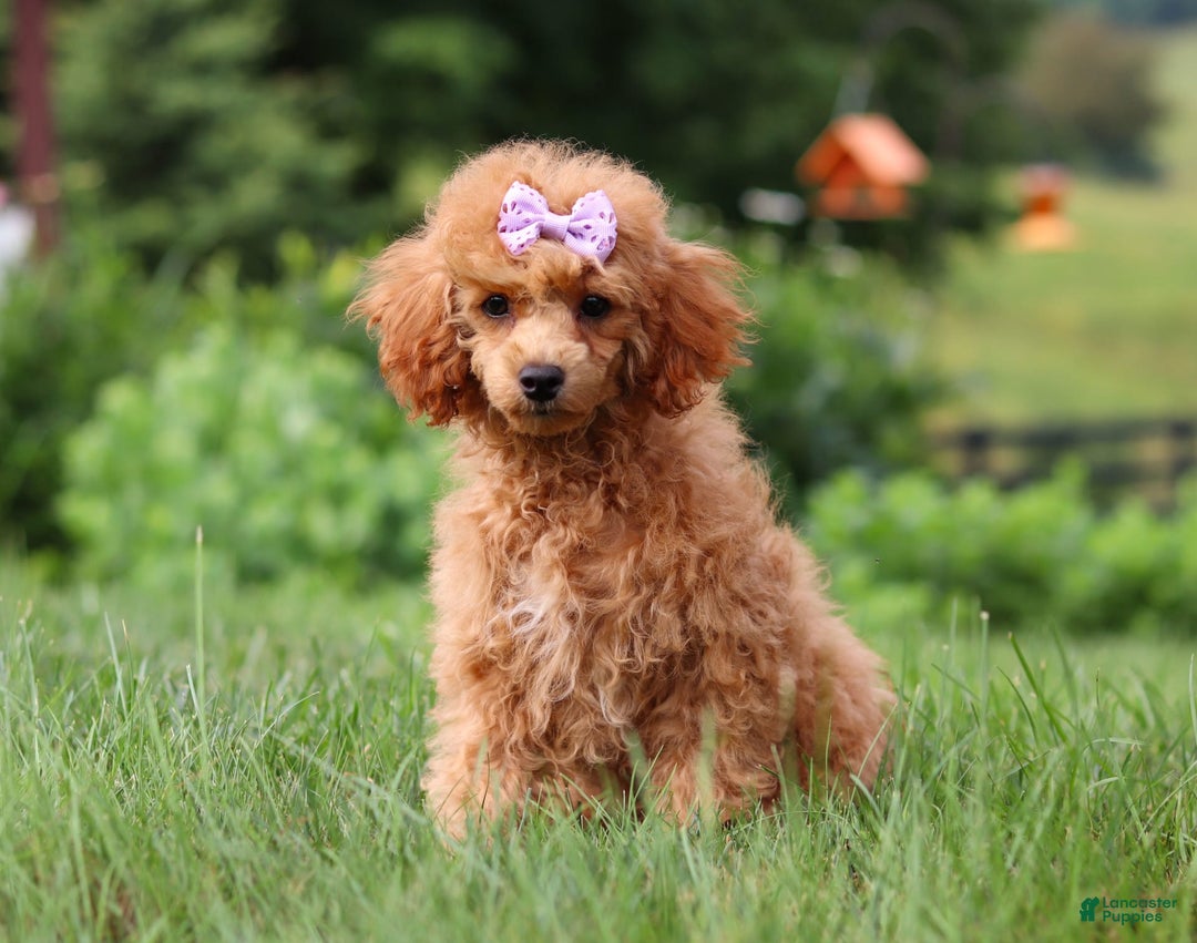 Miniature Poodle dogs for sale: Leah - Image 17