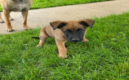 Belgian Malinois dogs for sale: Diesel - Image 1
