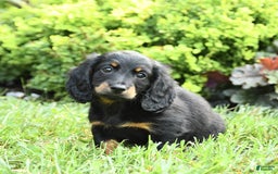 Dachshund dogs for sale: Arrow - Image 4
