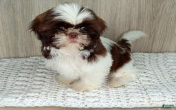 Shih Tzu dogs for sale: Weston - Image 7