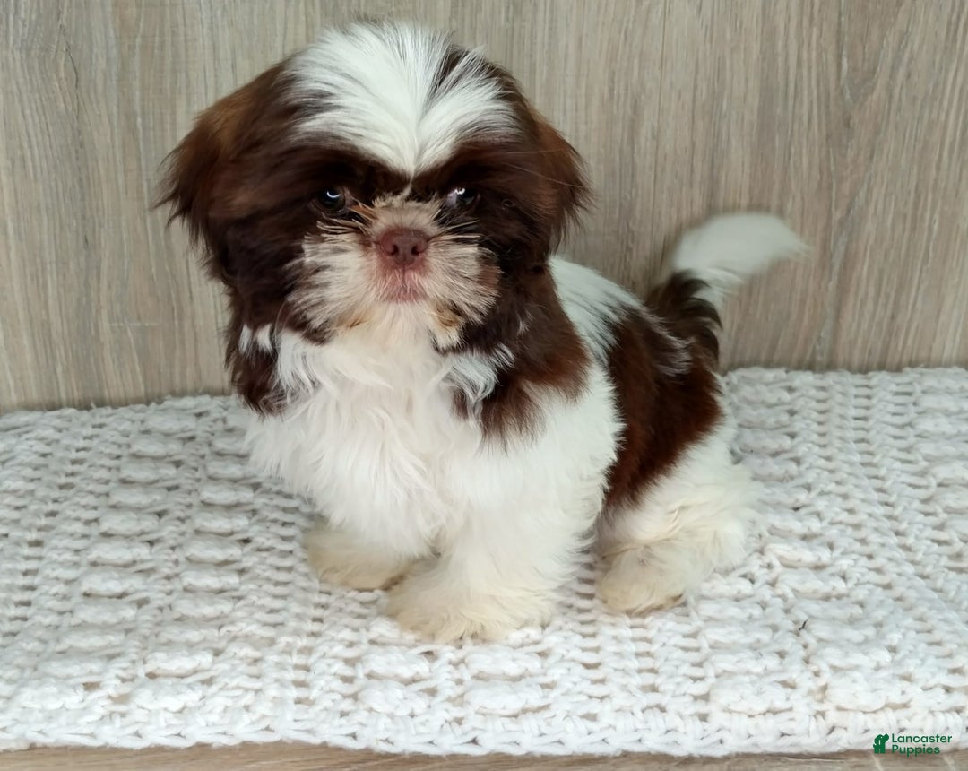 Shih Tzu dogs for sale: Weston - Image 7