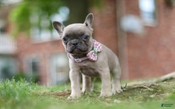 Frenchton dogs for sale: Nancy - Image 6
