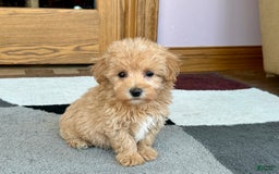 Maltipoo dogs for sale: Honey - Image 1