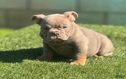 English Bulldog dogs for sale: Cadi - Image 3