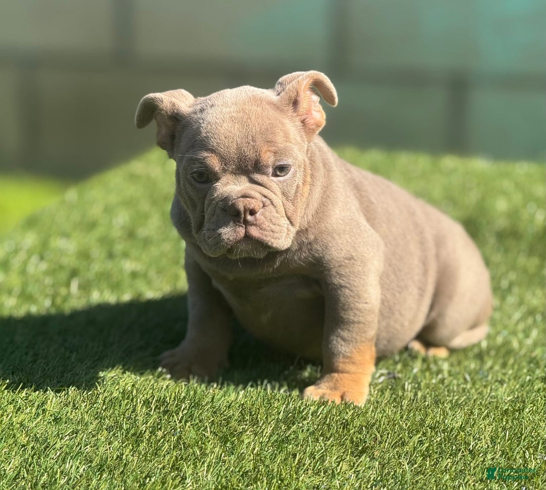 English Bulldog dogs for sale: Cadi - Image 3