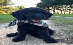 Goldendoodle dogs for sale: Tucker - Image 4
