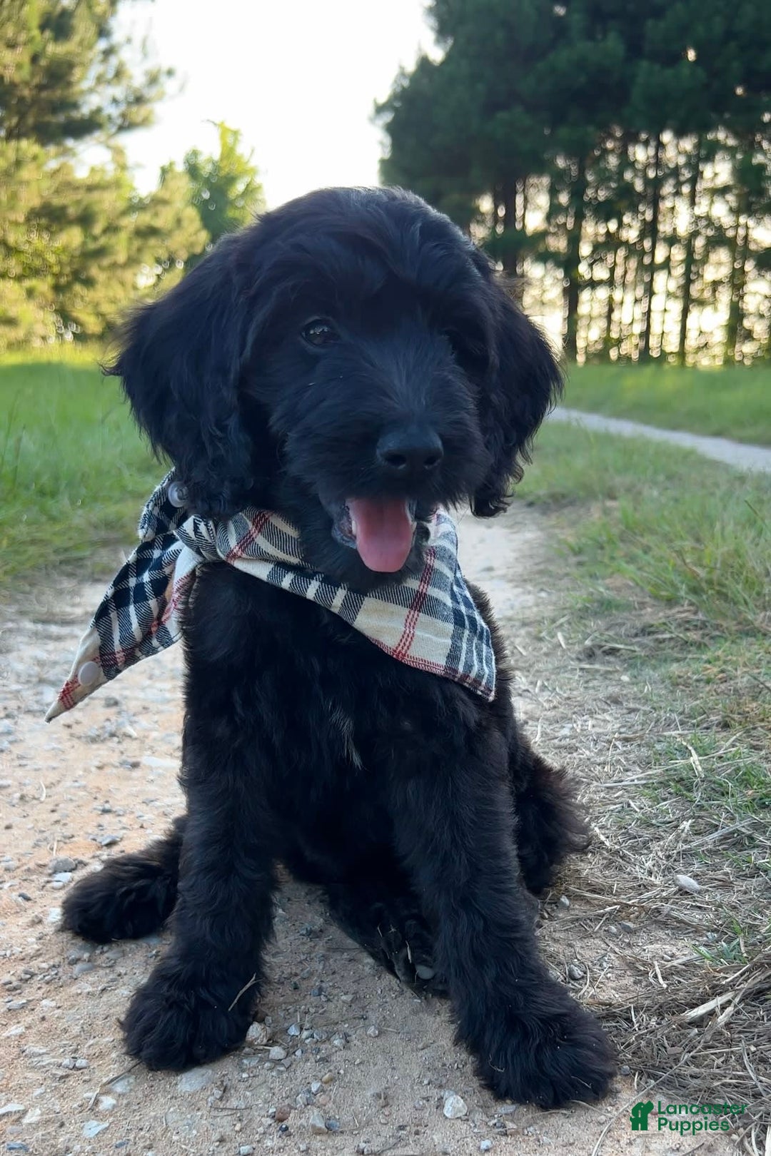 Goldendoodle dogs for sale: Tucker - Image 4