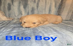 Golden Retriever dogs for sale: Blue Boy - Image 1