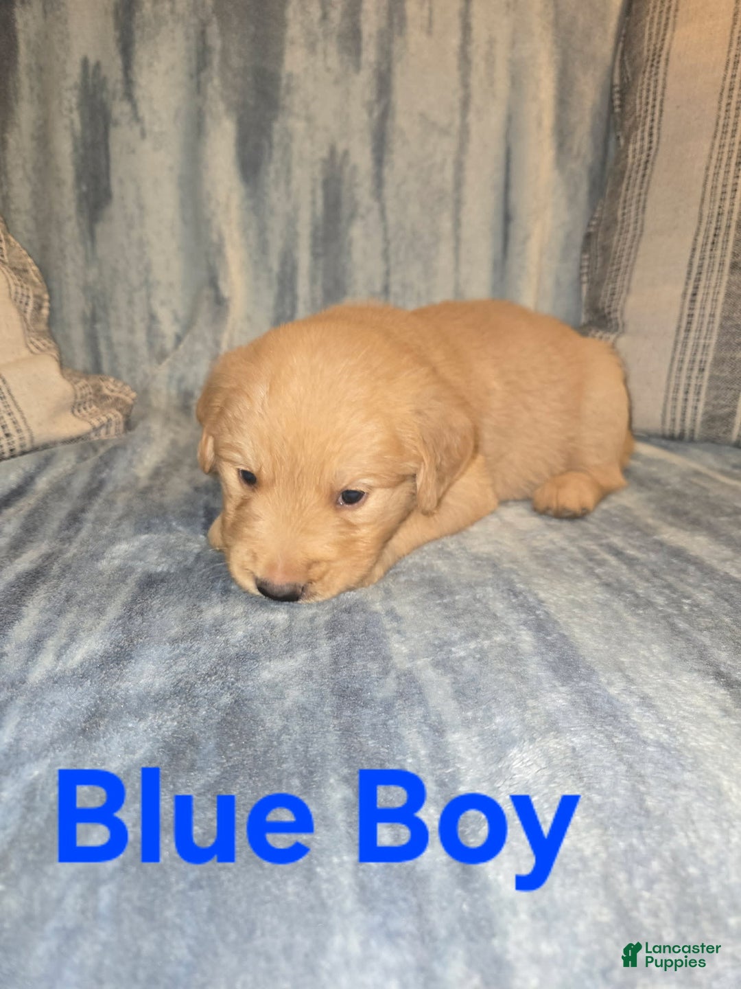 Golden Retriever dogs for sale: Blue Boy - Image 1