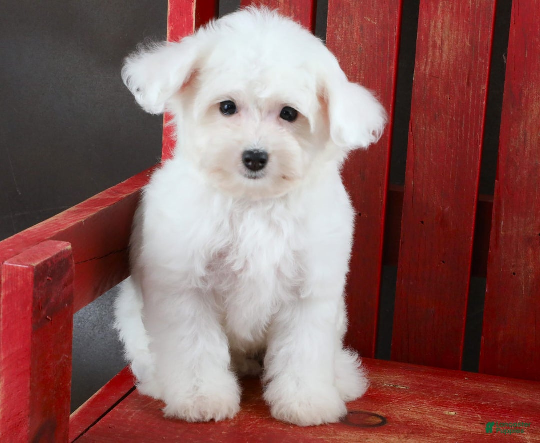 Yorkiepoo dogs for sale: Snow White - Image 13