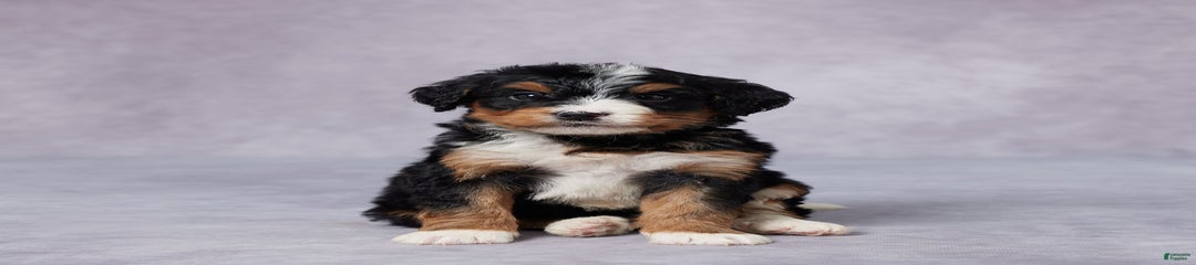 Ax