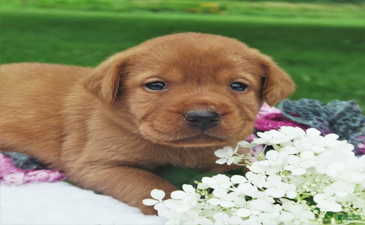 Labrador Retriever dogs for sale - Ad 4