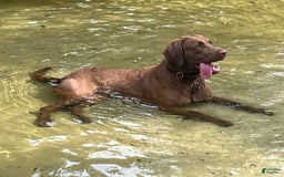 Chesapeake Bay Retriever dogs for sale: Female Purple Collar - Image 12