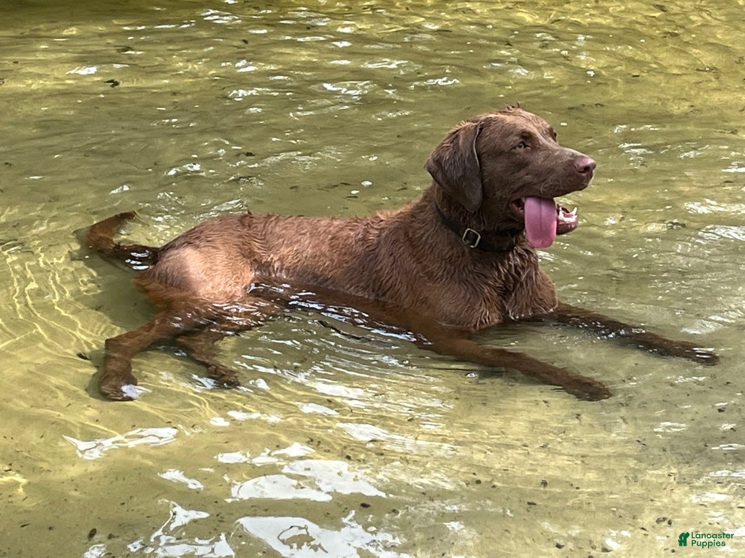 Chesapeake Bay Retriever dogs for sale: Female Purple Collar - Image 12