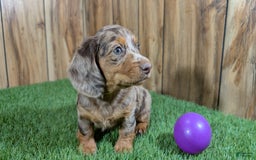 Miniature Dachshund dogs for sale: Petunia - Image 3