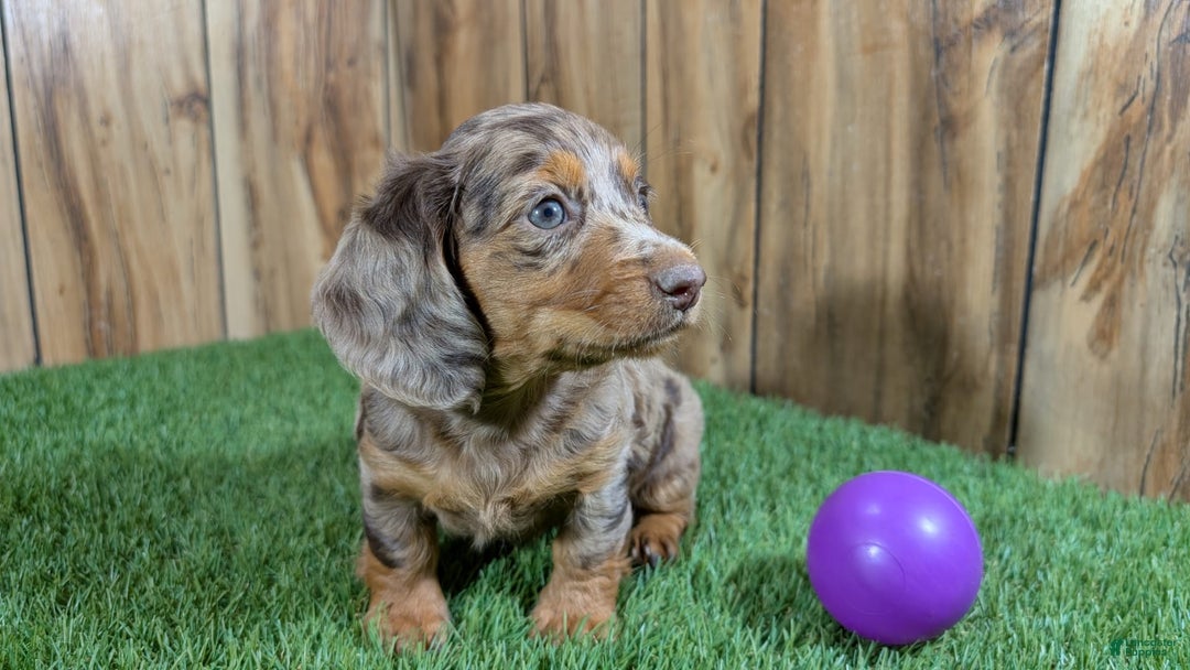 Miniature Dachshund dogs for sale: Petunia - Image 3