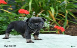 French Bulldog dogs for sale: Bunny - Image 3