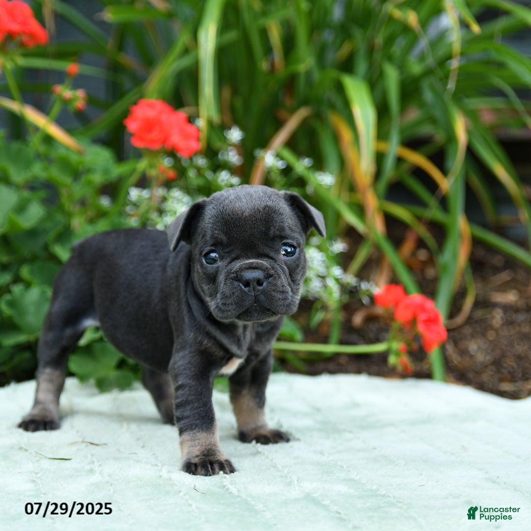 French Bulldog dogs for sale: Bunny - Image 3