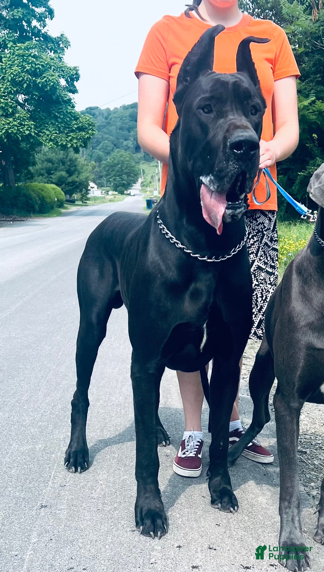 Great Dane dogs for sale: Darla - Image 21