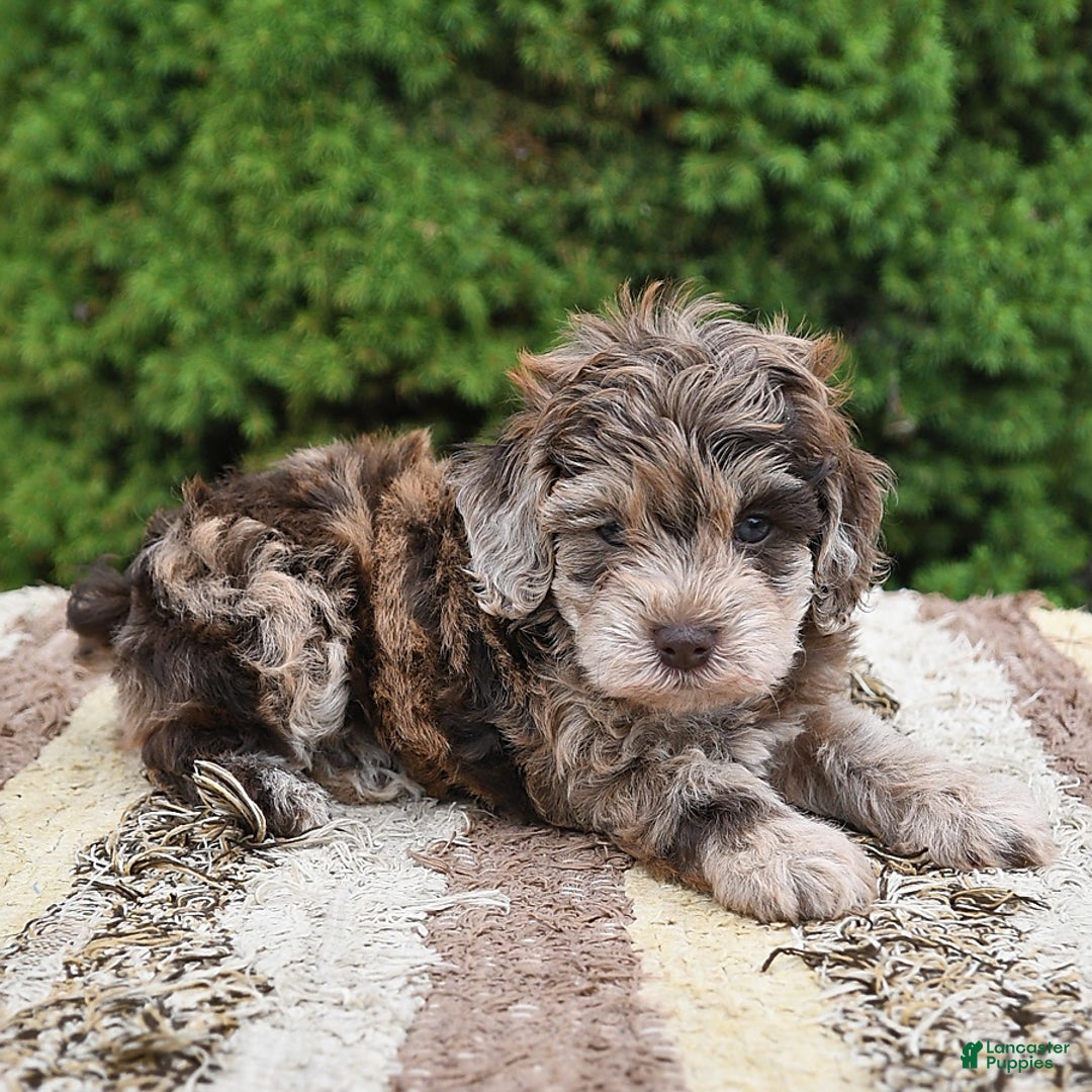 Havapoo dogs for sale: Wren - Image 8
