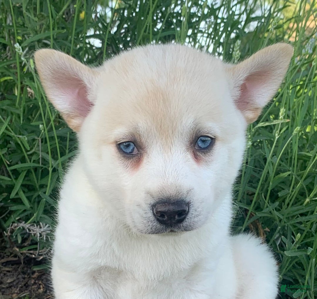 Alaskan Klee Kai dogs for sale: Handsome Boy Liam - Image 6