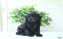 Cockapoo dogs for sale: Mike - Image 2