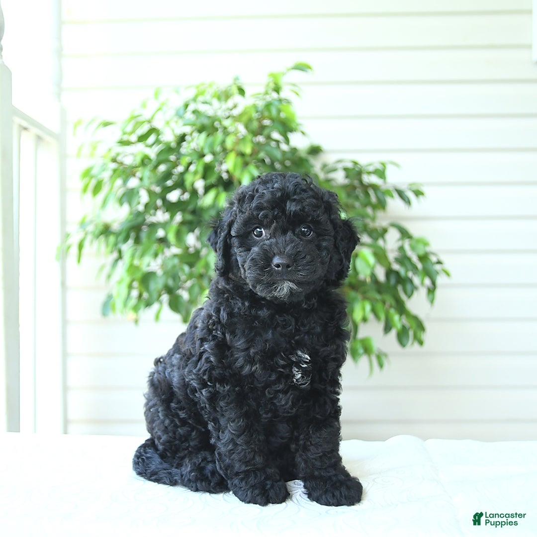Cockapoo dogs for sale: Mike - Image 2