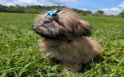 Shih Tzu dogs for sale: Cinnamon Toast Crunch - Image 11