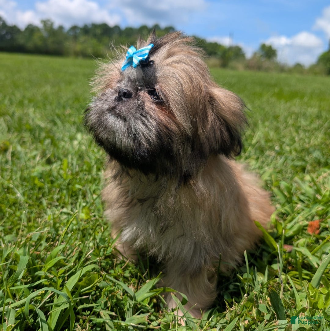 Shih Tzu dogs for sale: Cinnamon Toast Crunch - Image 11