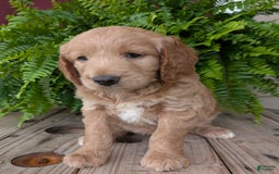 Goldendoodle dogs for sale: Lolly - Image 36