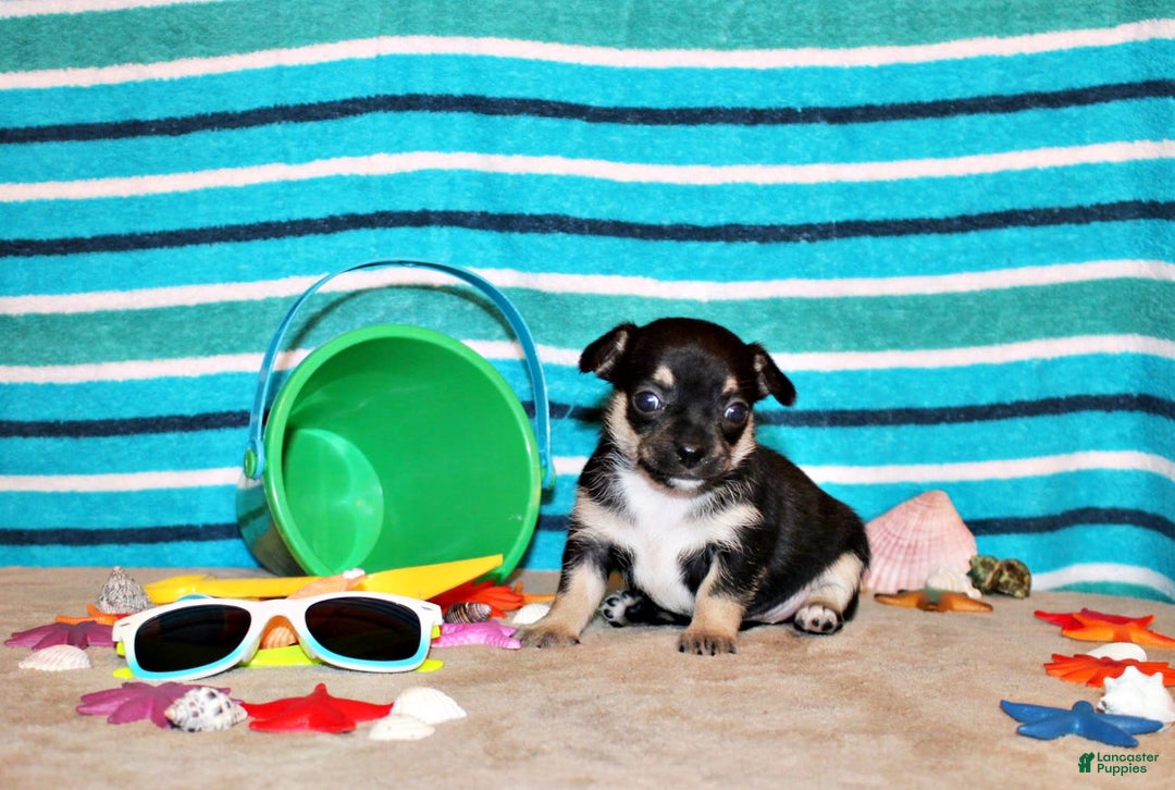 Chihuahua dogs for sale: Esperanza - Image 1