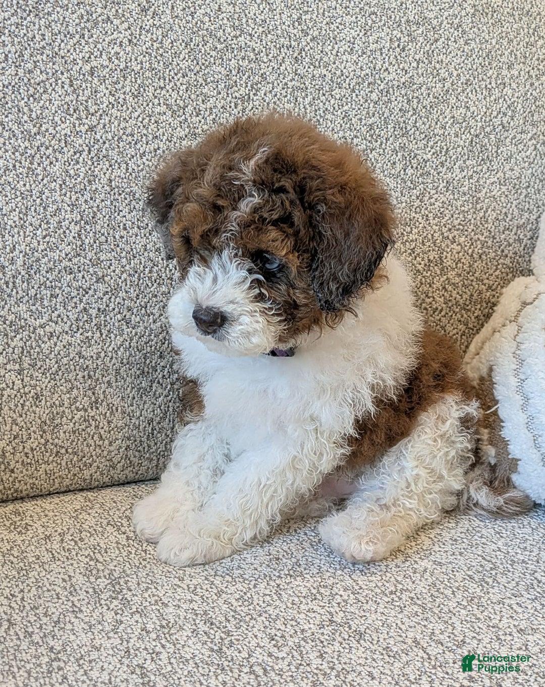 Saint Berdoodles dogs for sale: Indie Mini Saint Berdoodle - Image 5