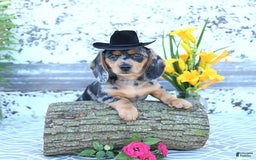Miniature Dachshund dogs for sale: Tommy - Image 8