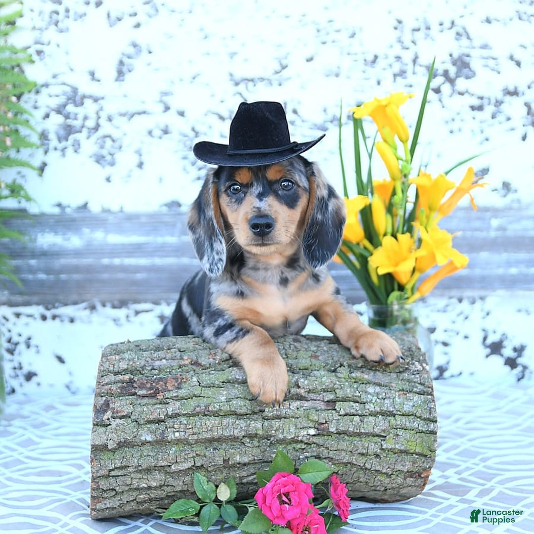 Miniature Dachshund dogs for sale: Tommy - Image 8