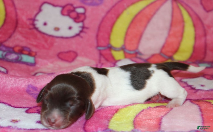 Miniature Dachshund dogs for sale - Ad 2