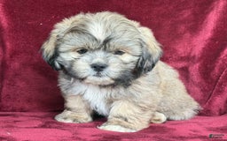 Shih Tzu dogs for sale: Dick - Image 13